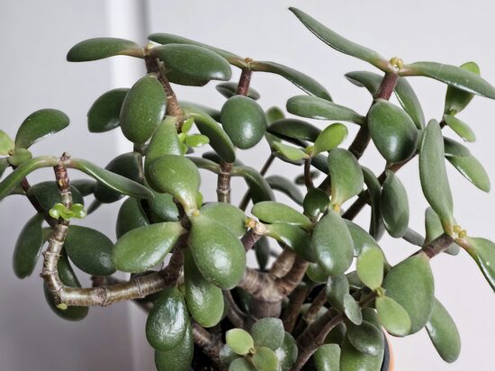 Crassula ovata — Naudas koks