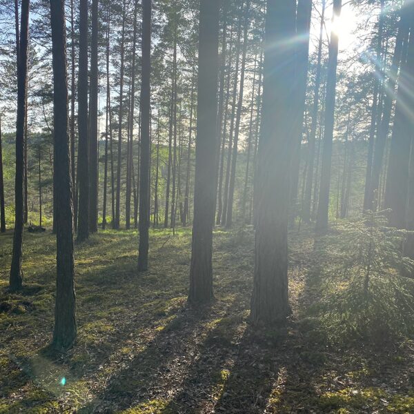 Mans mīļākais mežš.